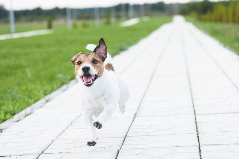 They Wander Off During Off-Leash Time