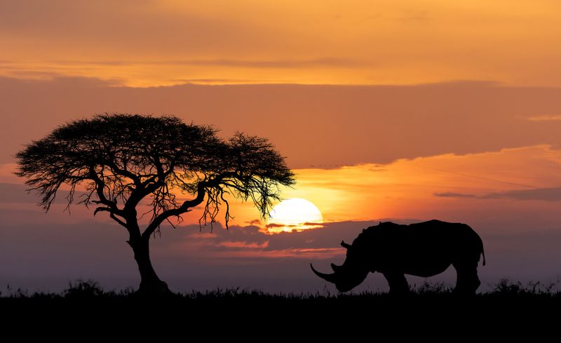 Iconic Symbols Of African Wildlife
