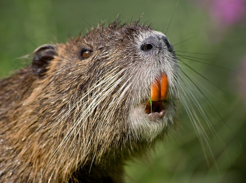 Nutria Are Costing States Millions