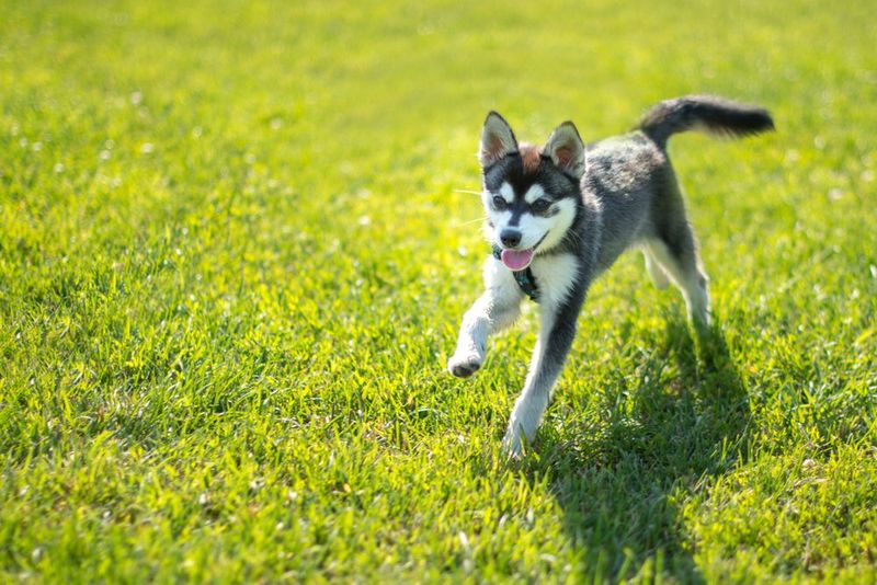 Weight Range Differs From Standard Huskies