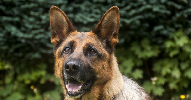 They Detect Illness Or Pain In Their Humans