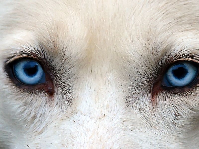 Their Blue Eyes Have Ancient Origins