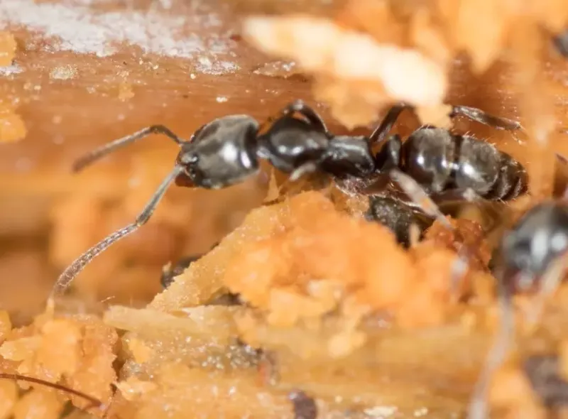 They Nest In Hidden, Hard-To-Reach Places