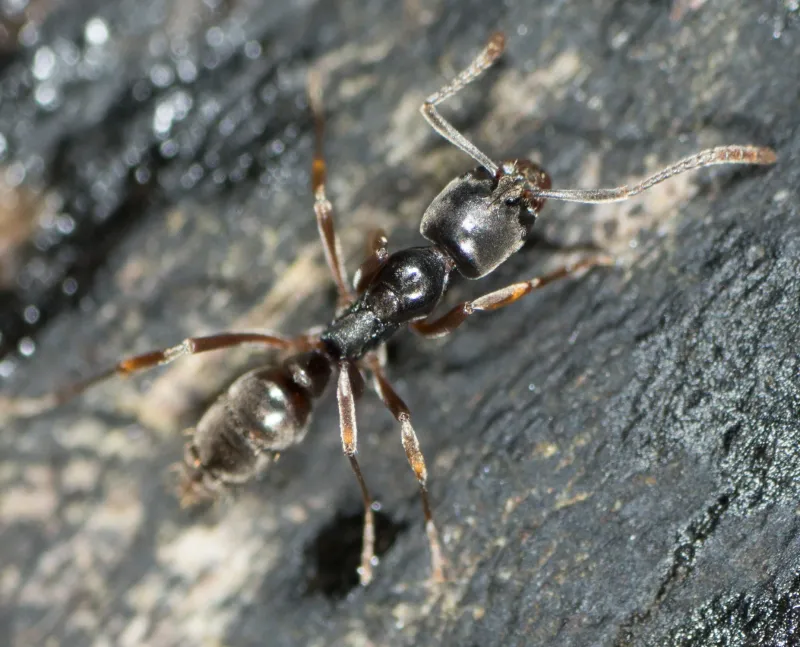 They Compete With - And Kill - Native Ants