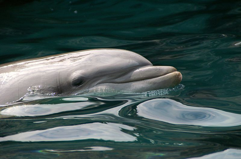 Dolphin Skin Feels Like Wet Rubber