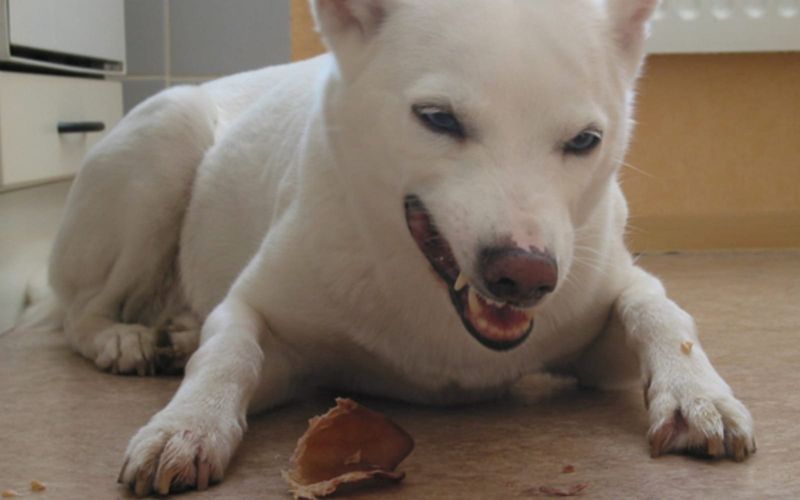 They Guard Their Food Or Toys