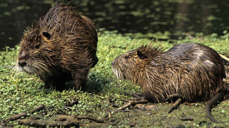 Nutria Populations Exploded In The Wild