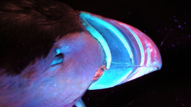 Their Beaks Glow Under UV Light