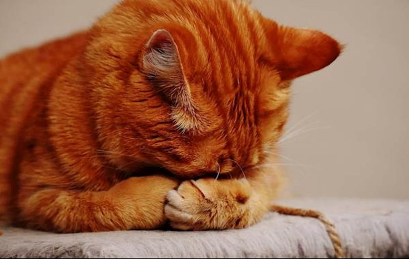 Feline Ischemic Encephalopathy