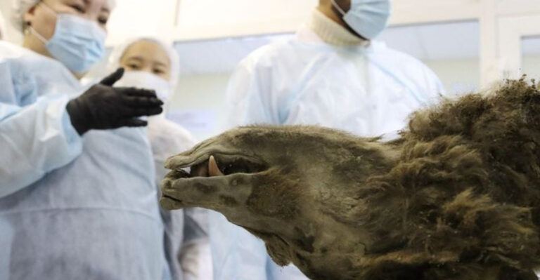 This 3,500-Year-Old Bear Was Discovered Frozen Solid In Ice