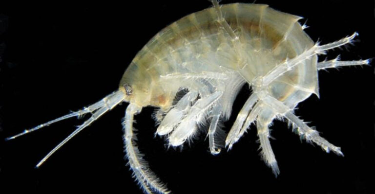 This Alien-Like Creature Was Just Discovered In One Of Earth’s Deepest Trenches