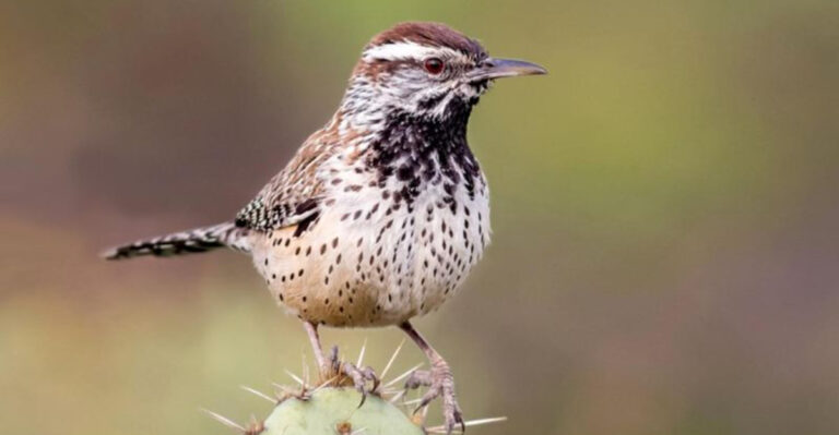 This Cactus Forest Is Home To Hundreds Of Rare Birds