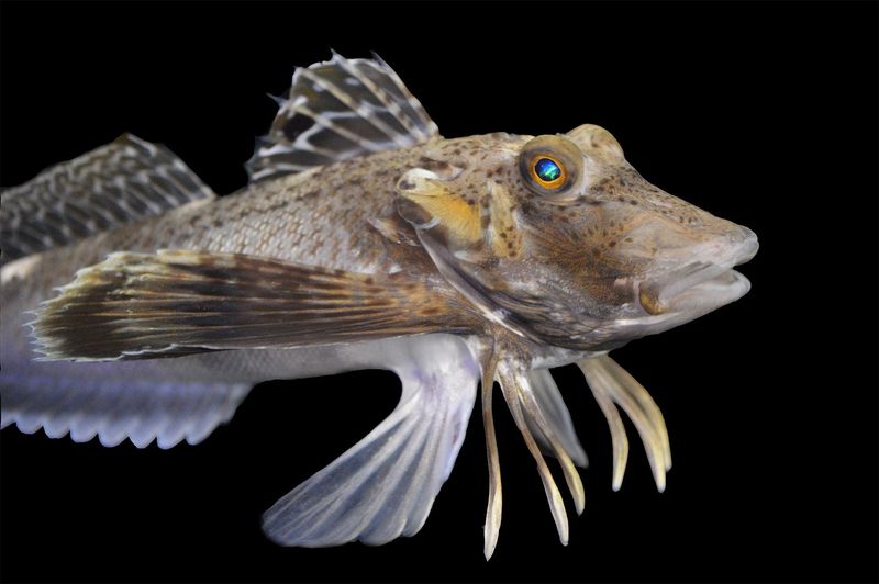 Meet The Oddball Of The Ocean