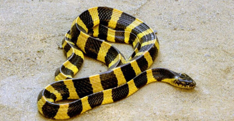 This Is The Largest Banded Snake Ever Discovered