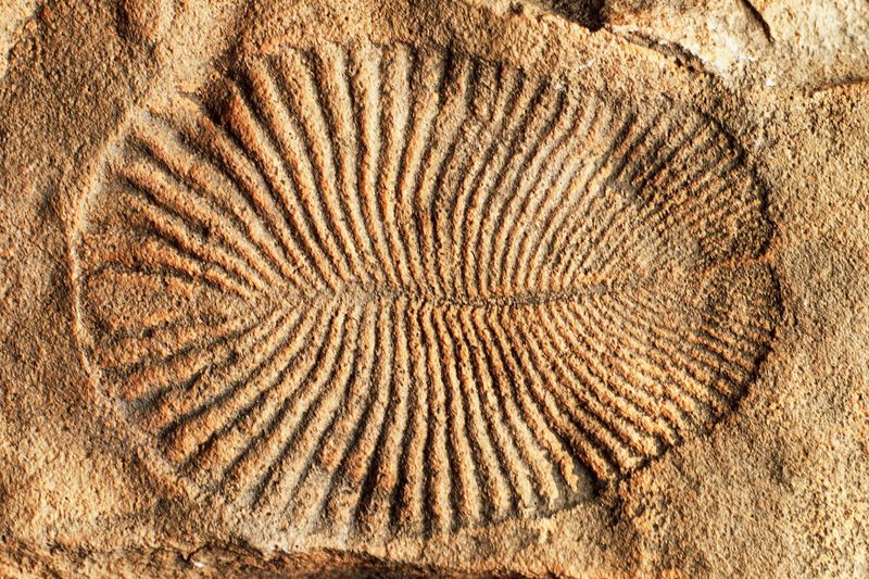 A Glimpse Into Earth's Early Life