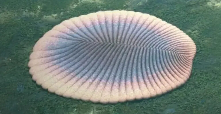 This Mysterious Fleshy Blob Could Be One Of Earth’s First Animals