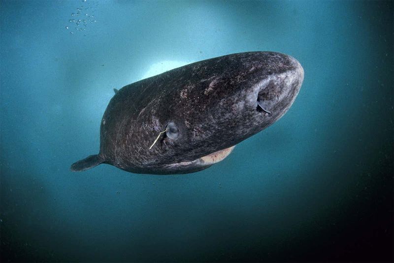 Greenland Shark Is The Longest Living Vertebrate