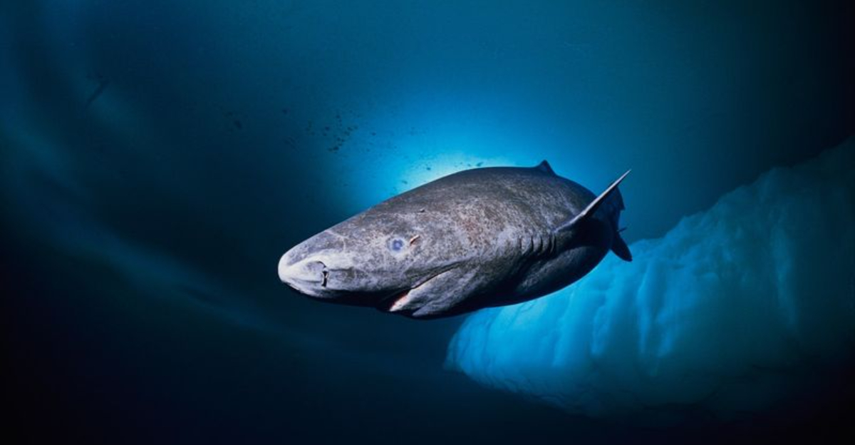 This Shark Can Live For Over 400 Years And Some Are Still Swimming Today