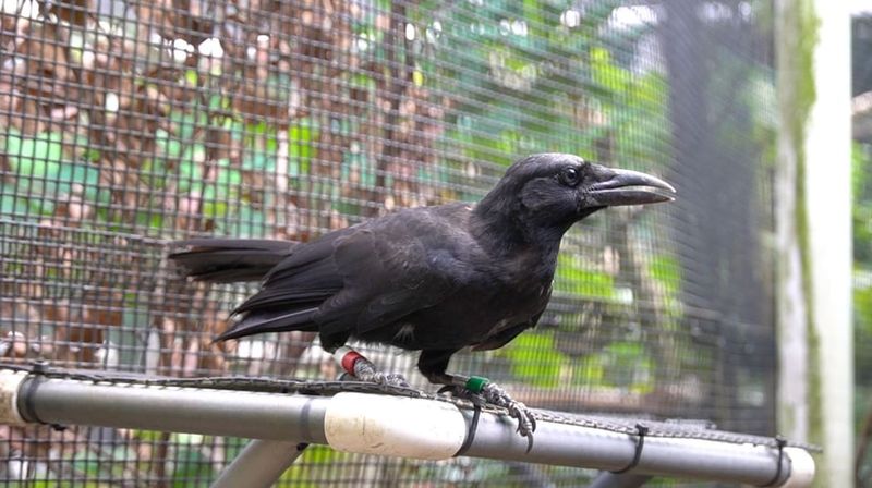 Captive Rearing Played A Critical Role