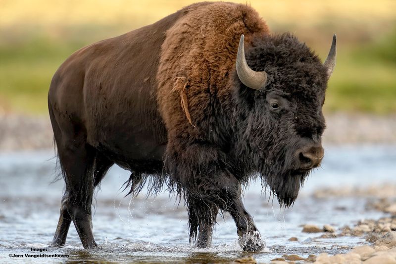 American Bison - The Park's Living Symbol