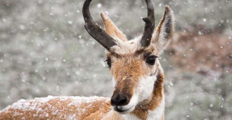 This U.S. National Park Has More Mammal Species Than Any Other