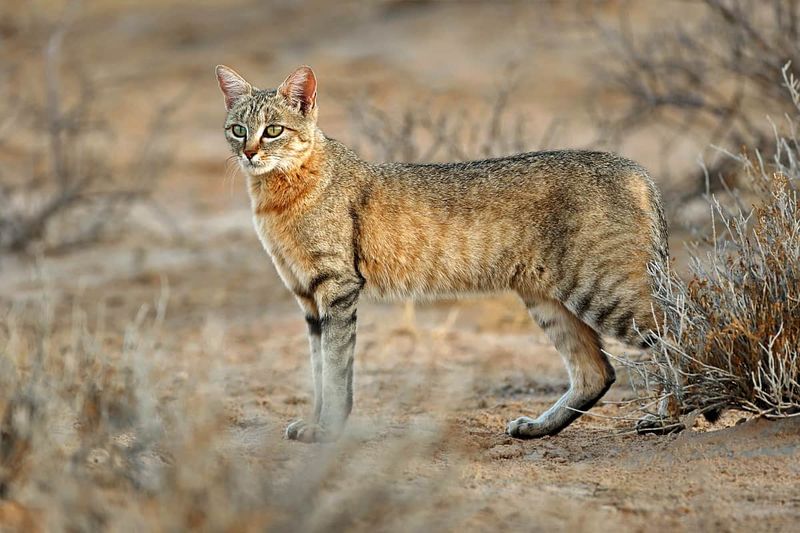 The Afro-Asiatic Wildcat: The Ancestor Of The Modern House Cat