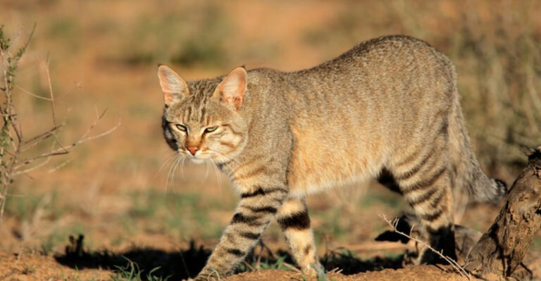 This Wildcat Helped Shape The House Cat And Is Now Endangered Because Of It
