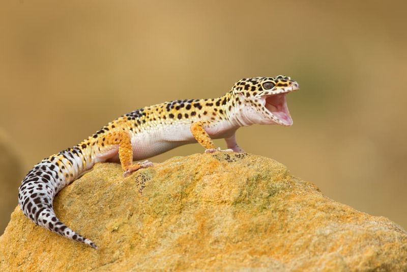 Why Scientists Are Rethinking Animal Hearing