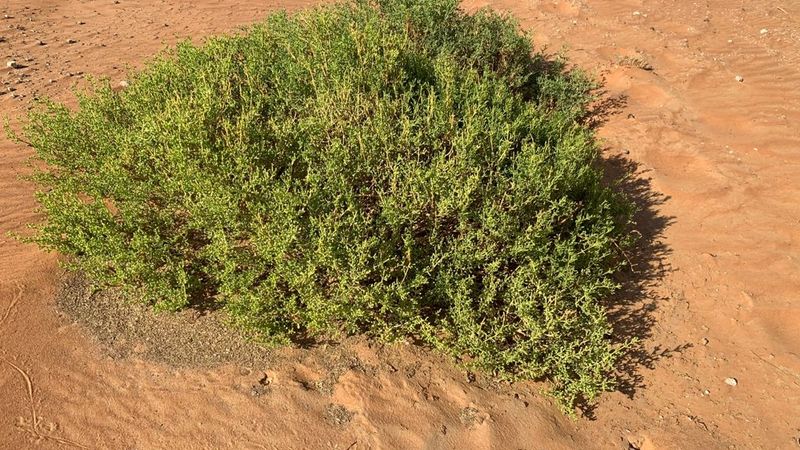 Salty Shrubs