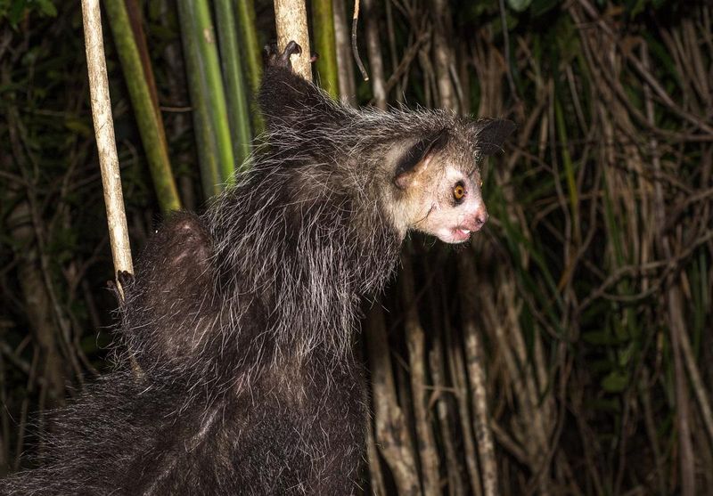 Aye-Aye (Madagascar)