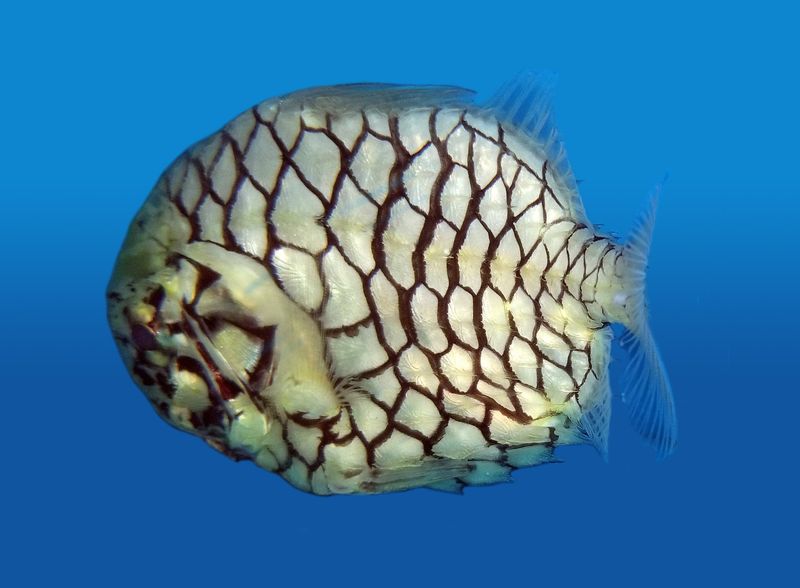 Pine Cone Fish: The Living Ornament