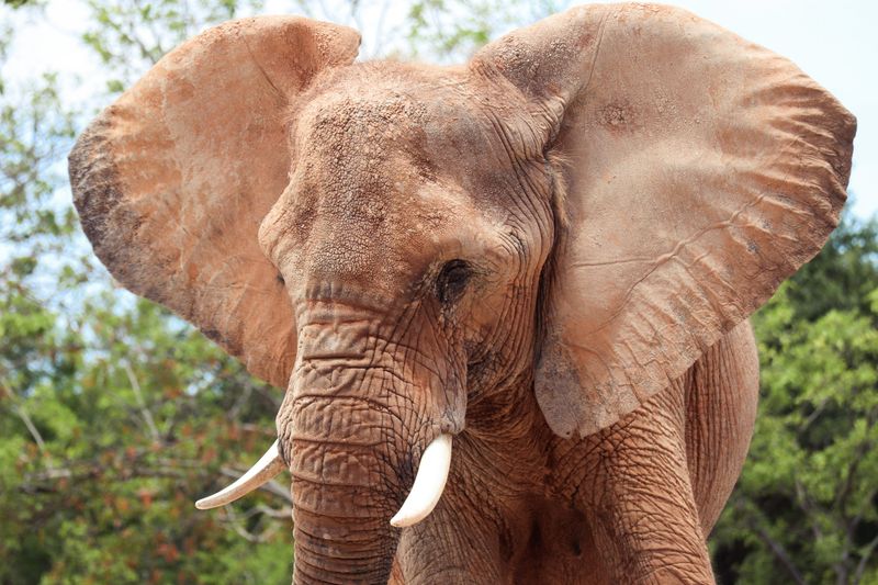 African Elephant
