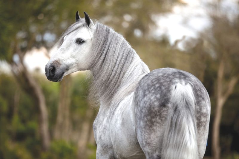 Paso Fino: The Velvet Stepper