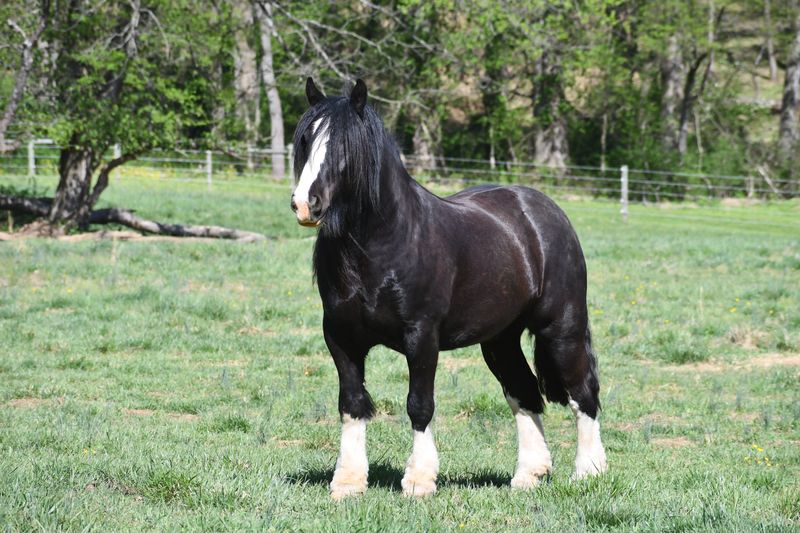 Clydesdale: The Gentle Giant