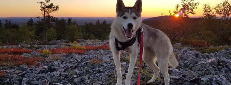 The Midnight Sun Offers Endless Exploration