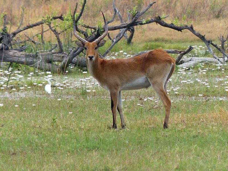 Adapted To Wetlands