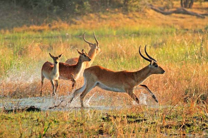 Increased Conservation Attention After Discovery