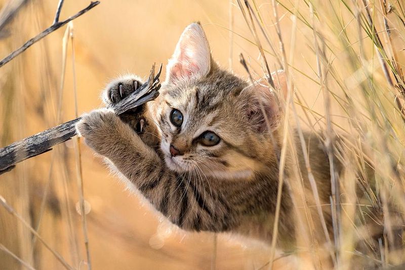 Kitten Development