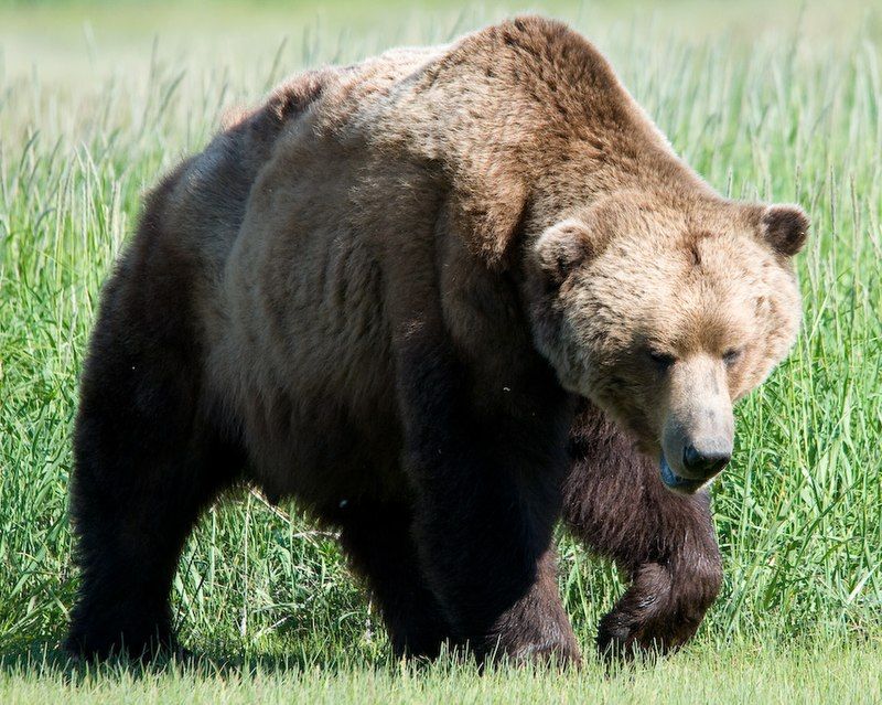 A Promising Sign For Bear Populations In The Region