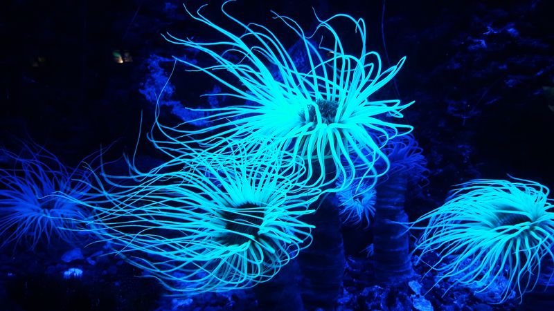 The Ongoing Exploration Of Hidden Ecosystems
