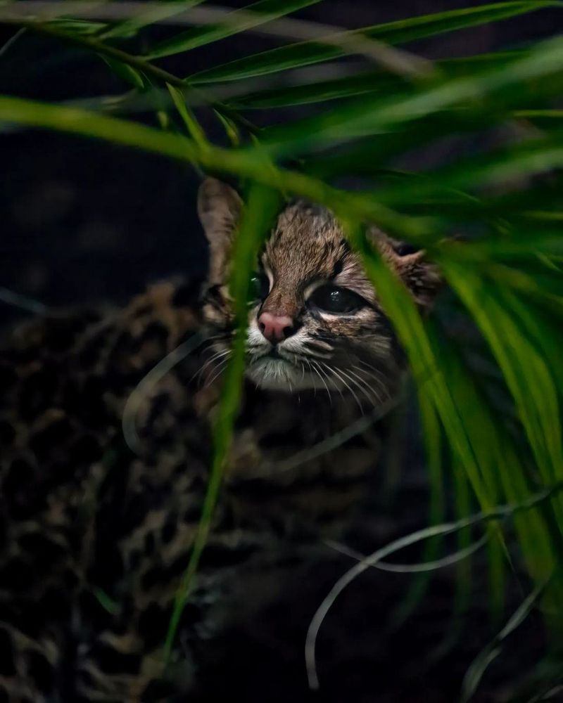 Why Oncillas Are So Difficult To Study In The Wild
