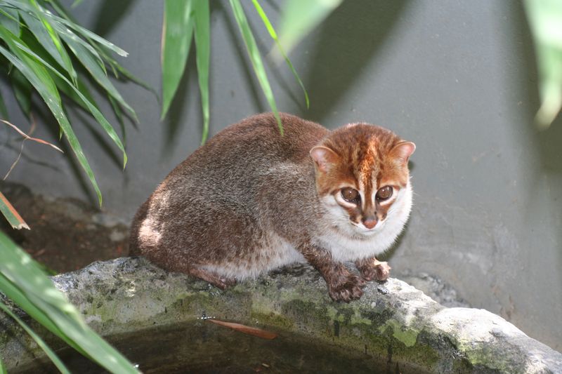 What Does The Flat-Headed Cat Eat?