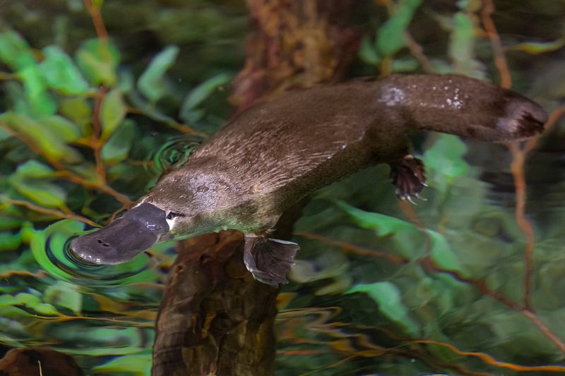 Conservation Efforts