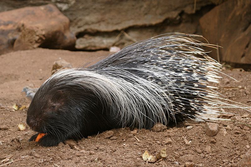 Woodland Park Zoo Provides Shelter