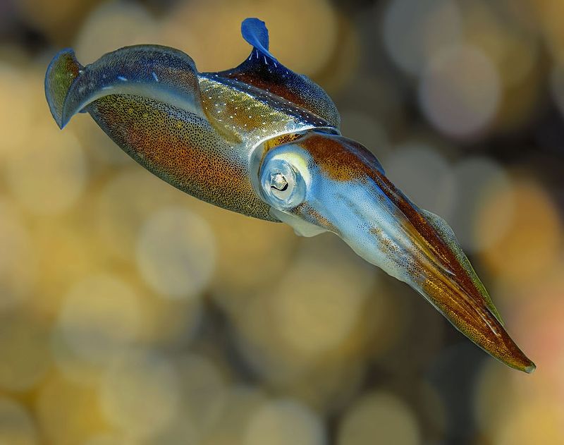 Jet-Propelled Swimmers