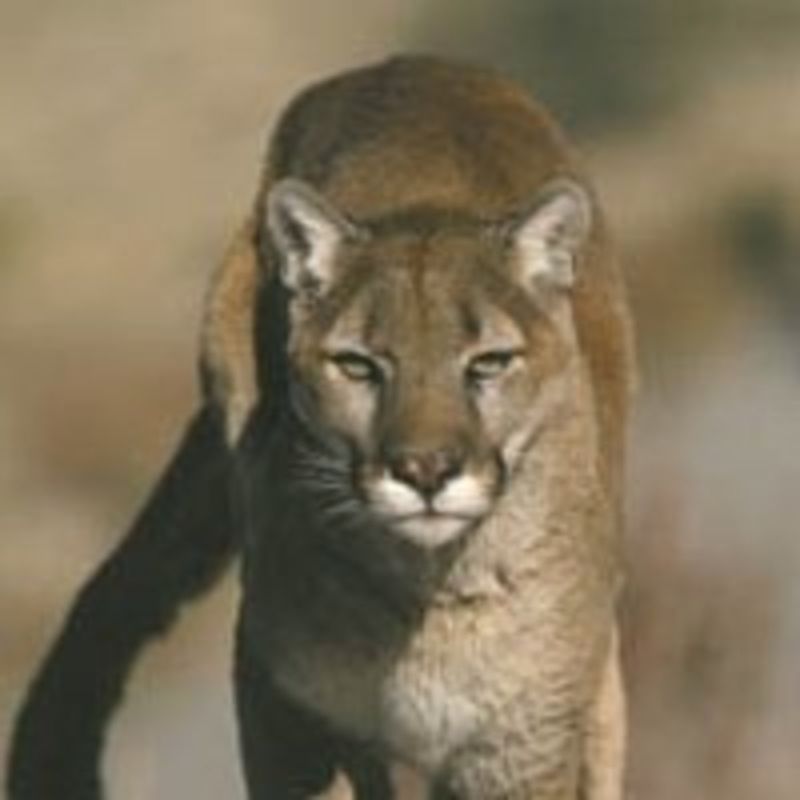 Directional Guardians: Navajo And Pueblo Mountain Lion Traditions