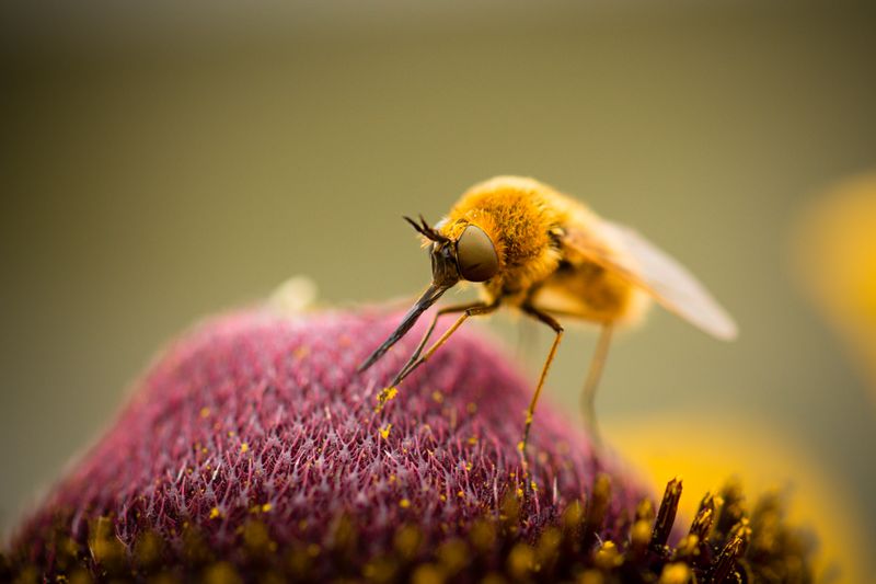 Flies With Fur Coats