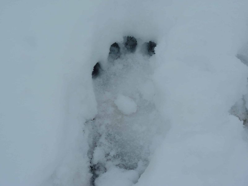 The Yeti (Abominable Snowman)