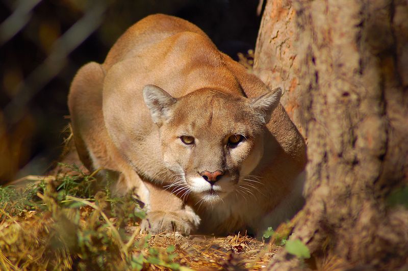 Stealthy Mountain Lions