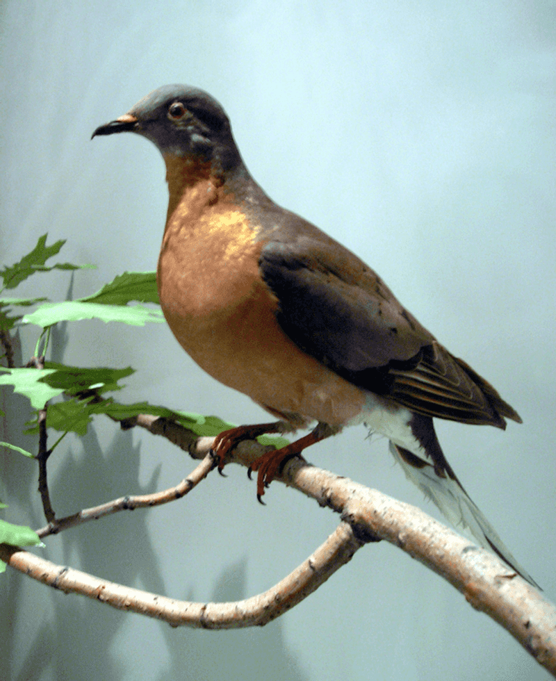 Passenger Pigeons: From Billions To None